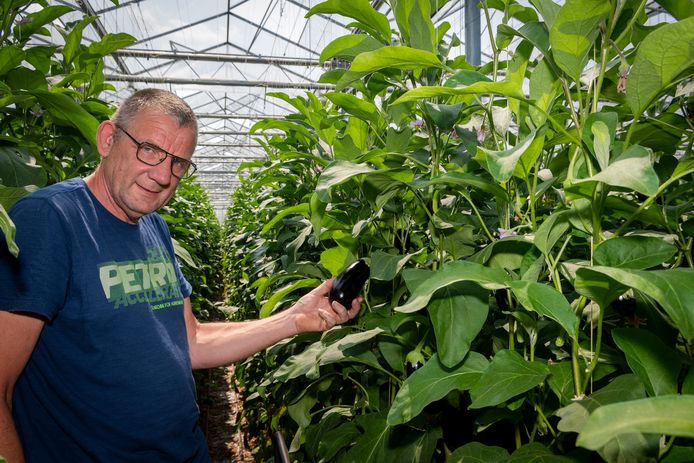 Auberginekweker Peter de Jong zit met zijn kwekerij al tien jaar in Dinteloord.
