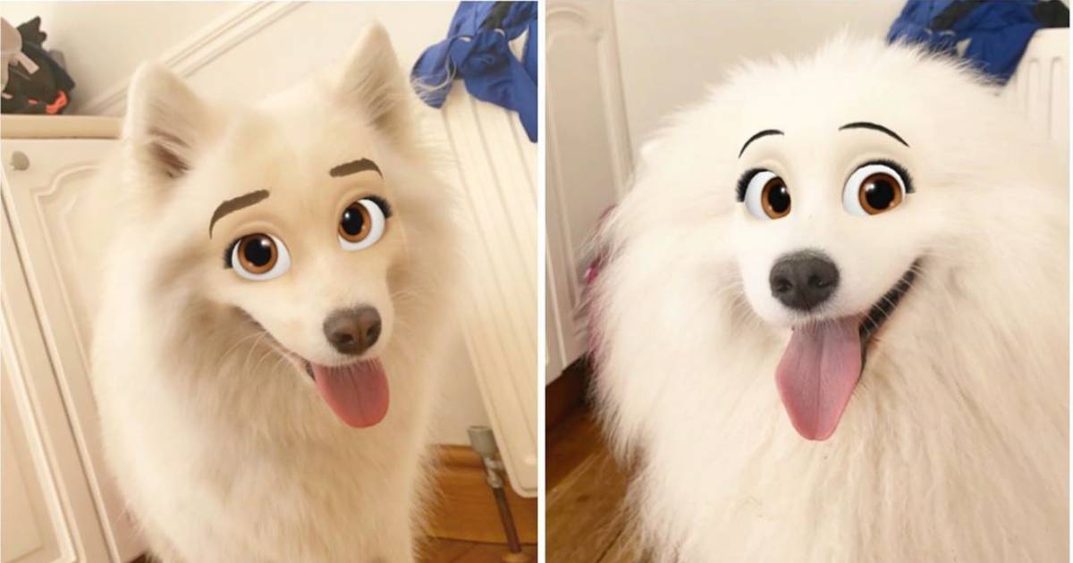 cel detectie Beg Nieuwe filter tovert je hond om tot een schattig Disney-figuur | Mode &  Beauty | hln.be