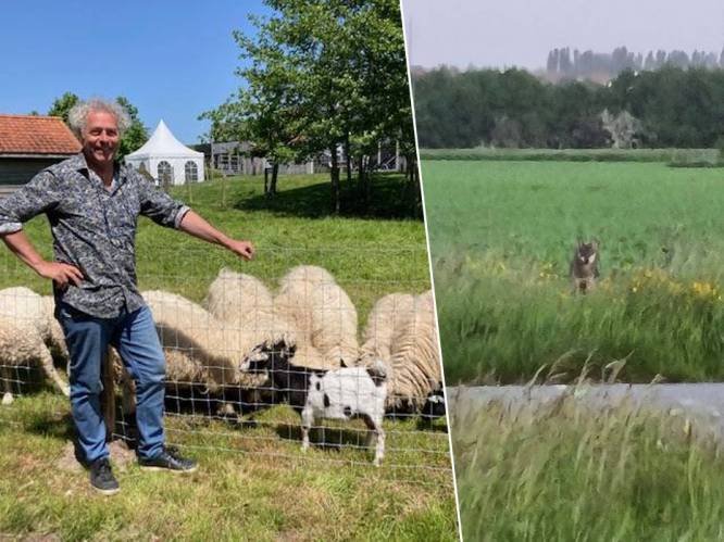 Een beurs met schapen, net nu er voor het eerst in 200 jaar wolf in Westhoek zit: “Ons domein zal ruiken naar een feestmaaltijd”