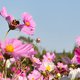 Deze zomer een tuin vol bloemen, vlinders én bijtjes? Vraag een gratis zakje bloemenzaad aan!