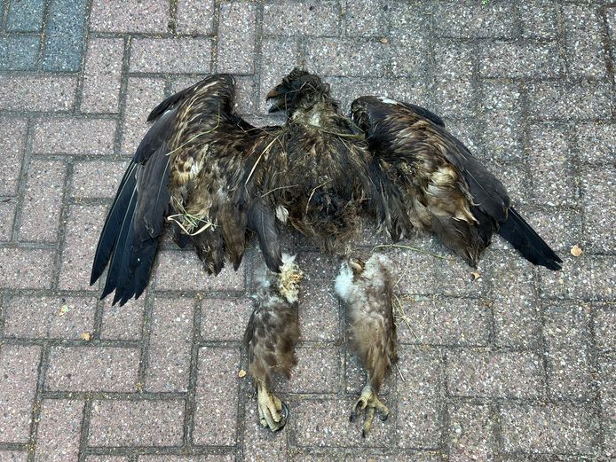 Een jonge zeearend is zondag na een aanvaring met een windmolen bij de Kreekraksluizen om het leven gekomen. De vogel is vermoedelijk twee jaar oud.