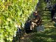 Waalse wijnboeren verwachten dit jaar wijn van "uitstekende kwaliteit"