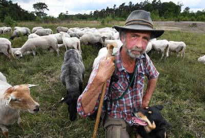 Herder Jan Crets vreest voor zijn schapen: ‘Wolf had in Duitsland moeten blijven’