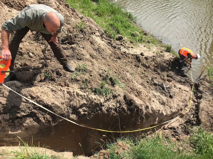 Het verwoestende werk van een bever in 2021 aan de Waaldijk bij Andelst.