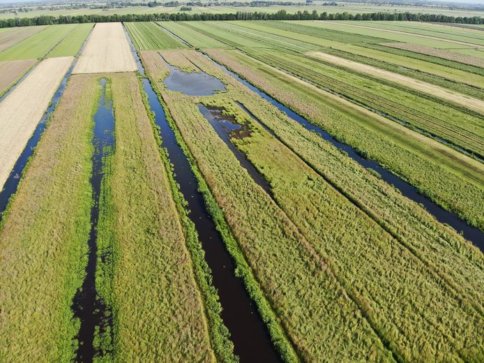 Plasdras langs de Hoenkoopse Buurtweg.