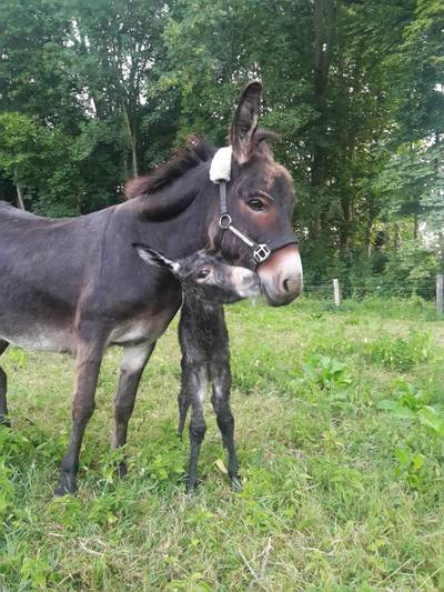 Brakel rechtop in bed door 'ezel-alarm'