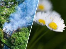 Nieuws gemist? Leegstaande boerderij gaat in vlammen op • Nederland krijgt nationale bloem