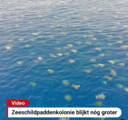 De grootste kolonie groene zeeschildpadden ter wereld blijkt bijna twee keer groter te zijn dan gedacht.