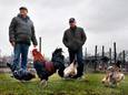 Ton de Weerd (links) houdt al tientallen jaren kippen en een haan  en wat schapen op zijn stukje volkstuin. Rechts: voorzitter Jan van der Meijden.