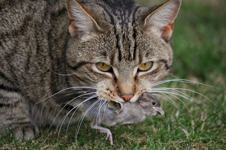 Huiskatten in Canberra krijgen permanent huisarrest: ‘Eén kat doodt ...