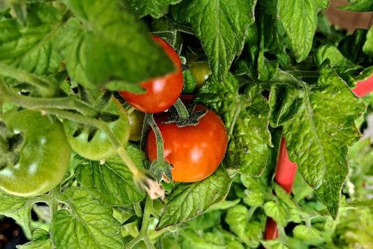 De bladeren van de tomatenplant houden mieren weg.