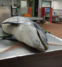 De overleden dolfijn tijdens onderzoek door de faculteit Diergeneeskunde in Utrecht.