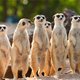 Stokstaartjes in Burgers' Zoo breidden eigenhandig hun verblijf uit