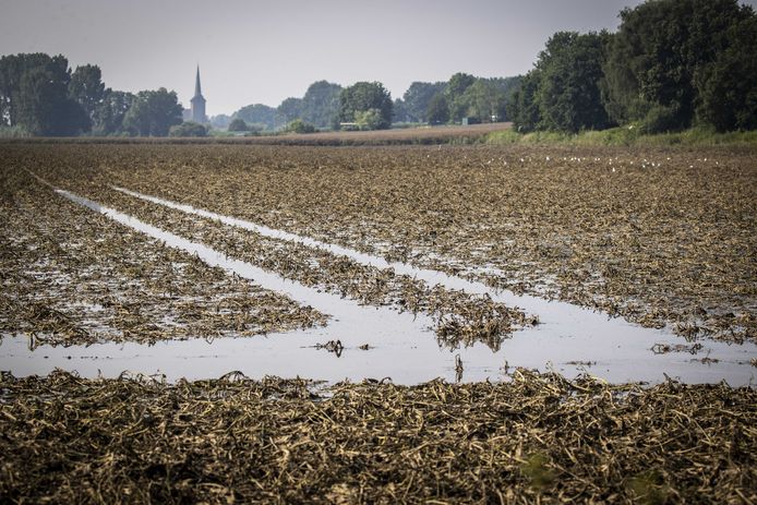 Verdronken aardappelen op een ondergelopen akker in Limburg.