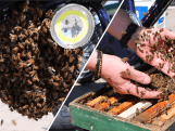 Imker in Haarlem haalt duizenden bijen onder fiets vandaan
