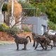 In de stad is de Kaapse baviaan nu een crimineel