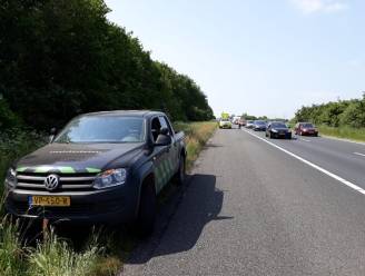 Nederlandse actievoerders laten edelherten los op autostrade