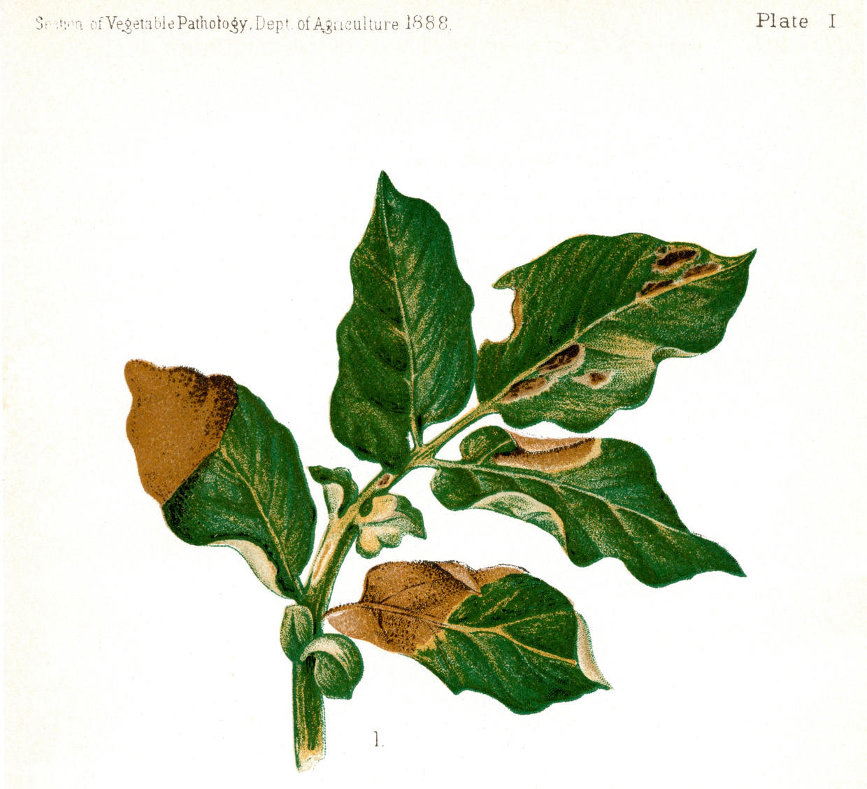Illustratie van het blad van een aardappelplant, van US Dept of Agriculture, uit 1888. Beeld Hollandse Hoogte / JT Vintage