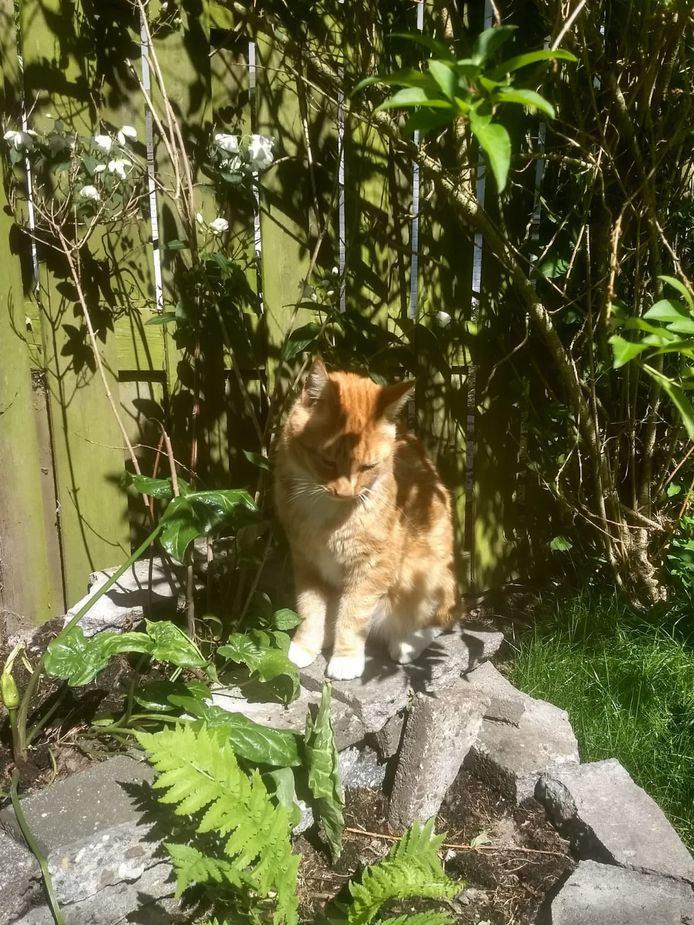 De getroffen kat Louis in betere tijden.