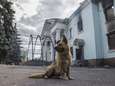 FAVV waarschuwt voor online aankoop van huisdieren uit Oekraïne