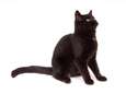 Adoptie van zwarte katten tijdelijk opgeschort in Barcelona
