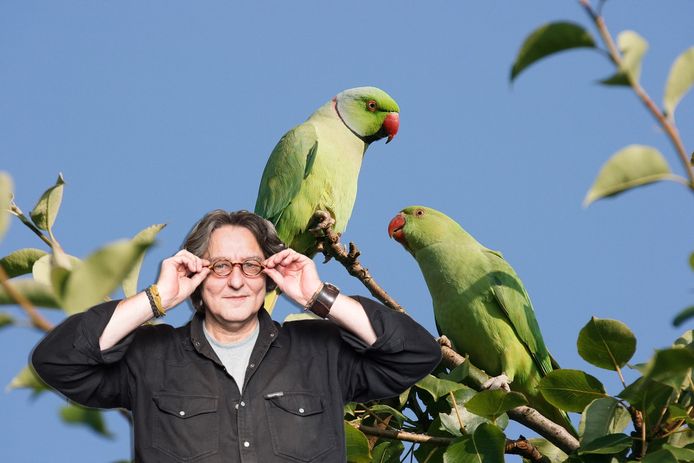 Kees Thies over de halsbandparkieten in zijn tuin.