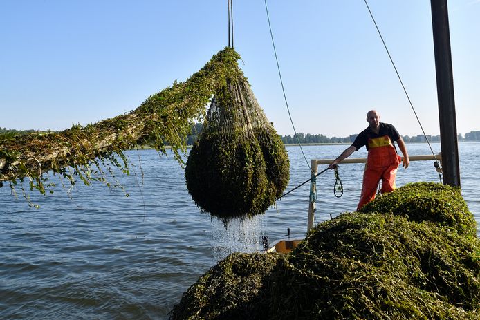 Het gemaaide fonteinkruid wordt als meststof aan boeren geleverd.