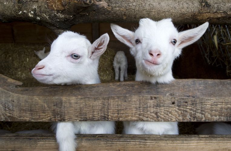 Jonge geitjes op de kinderboerderij in Zoetermeer Beeld anp