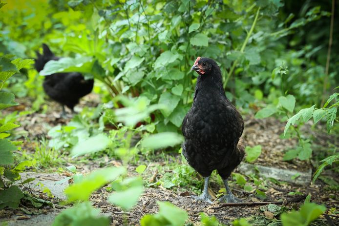 In enkele Schotense wijken, die binnen een straal van tien kilometer van de 3M-fabriek liggen, wordt nog steeds aangeraden groenten of fruit uit eigen tuin grondig te wassen en ook slechts één ei van kippen uit eigen tuin te consumeren per week