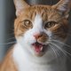 Eíndelijk een goed gesprek: deze app vertaalt kattengemiauw naar mensentaal