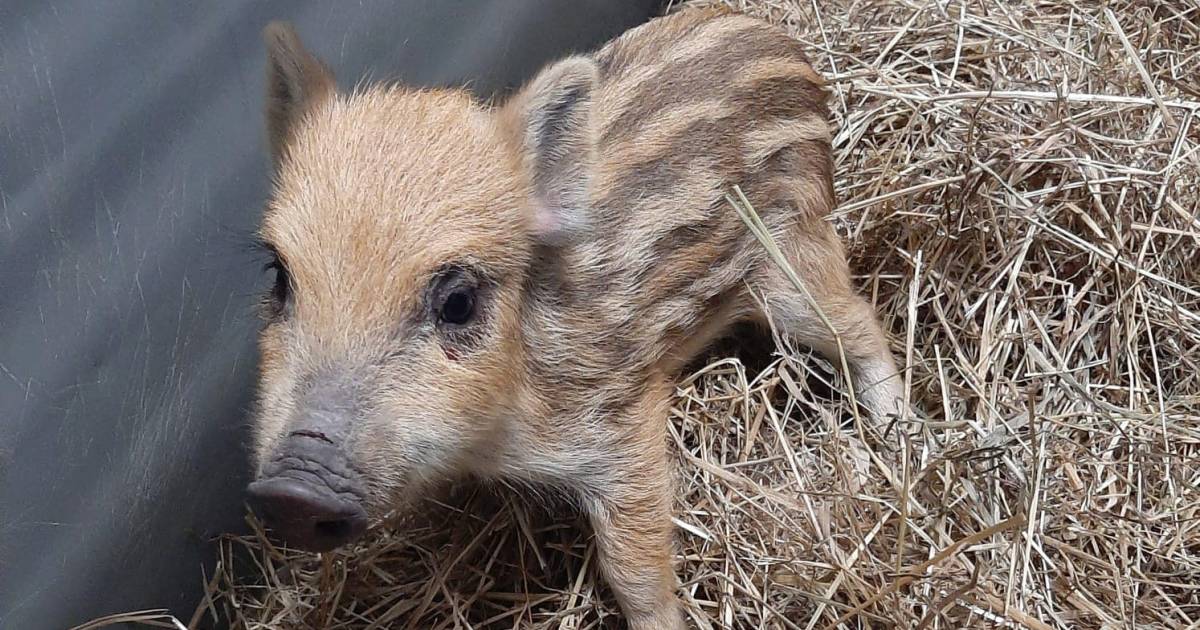 Eerste dier van 2023 bij Natuurhulpcentrum is een everzwijntje Oudsbergen hln.be