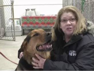 Een week goed nieuws: agent redt onderkoelde hond uit kanaal en andere verhalen die je blij maken