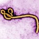 Drager ebola hoeft niet per se ziek te worden