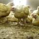 Vogelgriep op pluimveebedrijf in Sint-Annen