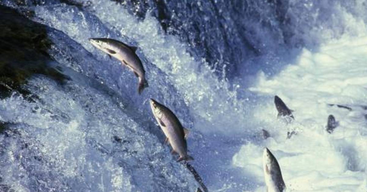 Le saumon de retour dans la Seine Ecologie 7sur7.be