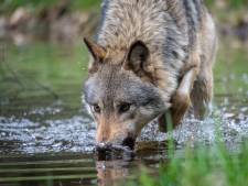 Un nouveau loup repéré au nord d'Anvers