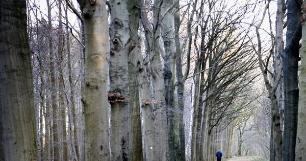 Bomenkap Ulvenhoutse bos begint in augustus