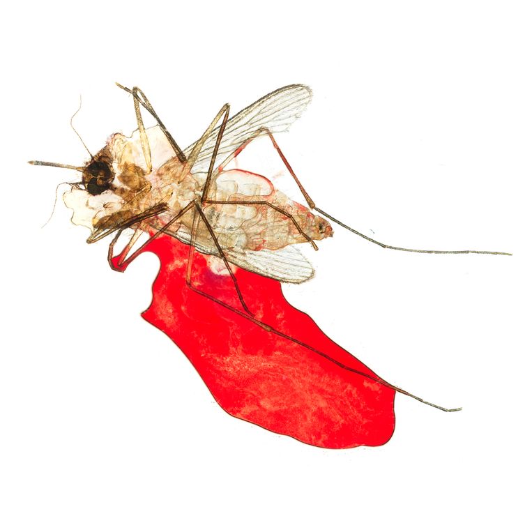 Het project Give & Take (2012) van fotograaf Jipil Jung, waar hij dood gemepte mugjes onder zijn microscoop heeft gefotografeerd. Beeld Jipil Jung