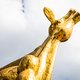 Dit zijn alle Gouden Kalf-nominaties van 2020