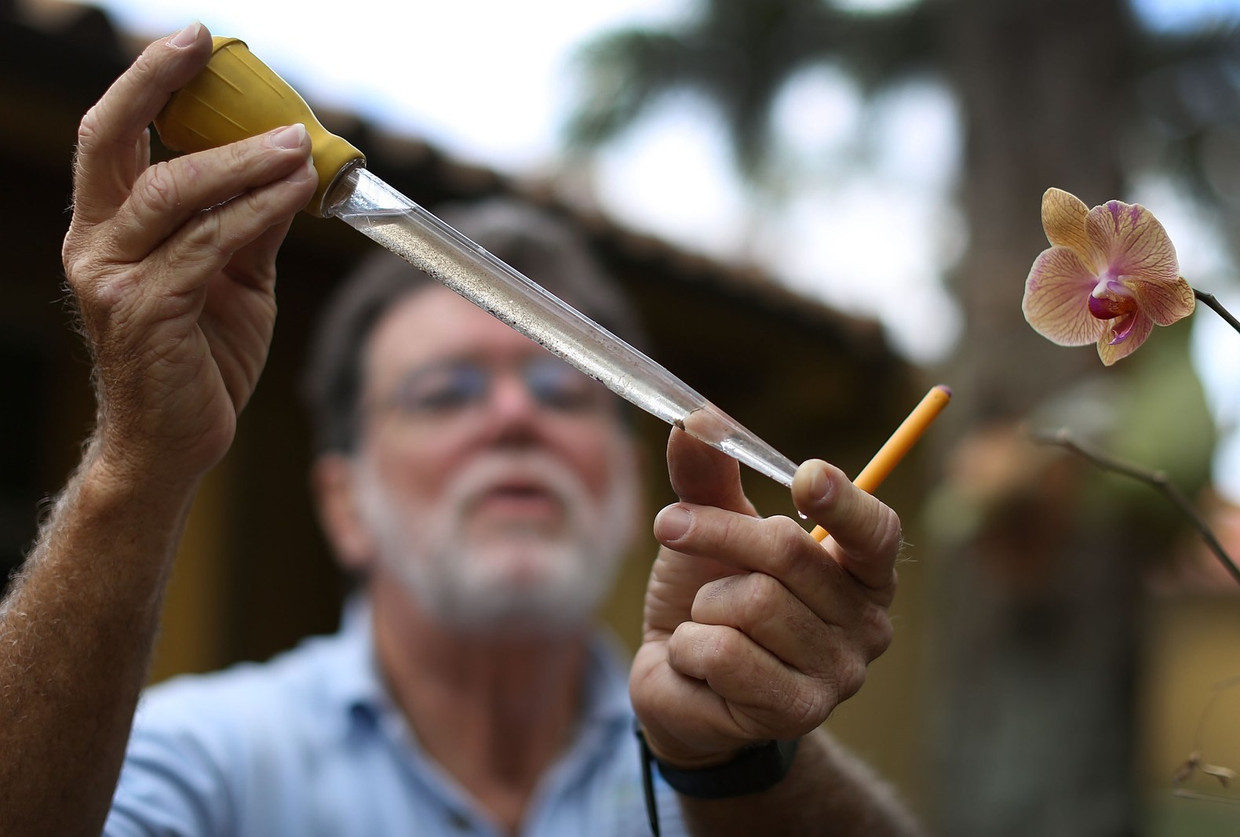 Een onderzoeker bekijkt muggenlarven in Florida. Beeld afp
