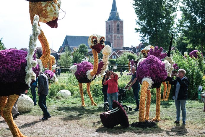 Struisvogelpolitiek van Corso & Co.