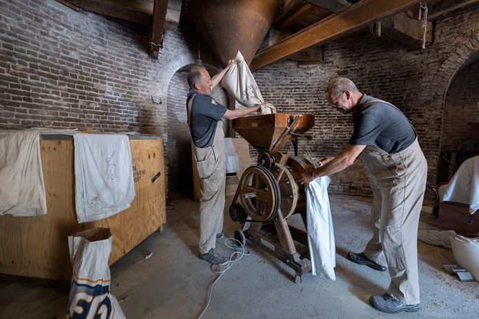 Molenaars Twan Rooijakkers en Twan van Bommel (rechts) zijn erin geslaagd De Volksvriend in Gemert als enige in Nederland  lupine te laten malen.
