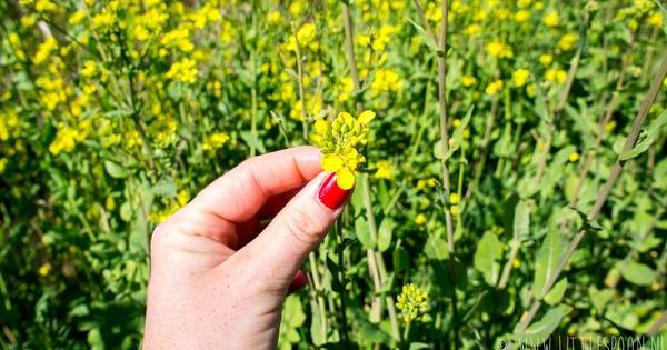 Wildplukken in Zeeland met Thijs Meliefste + wildpluktips | Overig - PZC