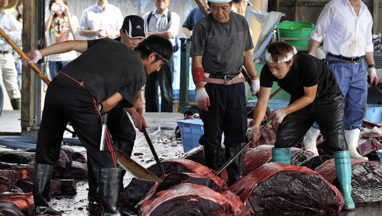Japanse vissers snijden een walvis in stukken. Beeld epa