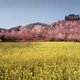 Tree and Soil is een ijzingwekkend fotoboek over de postnucleaire natuur in Japan