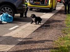 Hondje gaat na dodelijk ongeluk in Deurne bij overleden baasje zitten