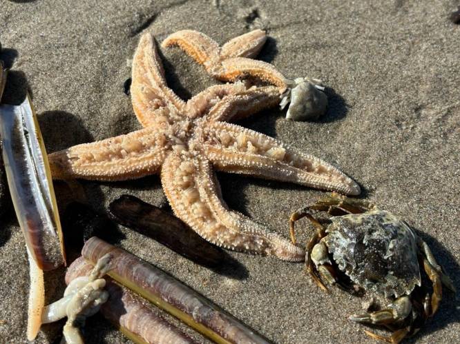 Zeesterreninvasie! Het strand van Kijkduin lag vol zeedieren
