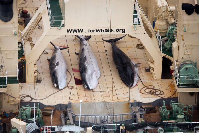 Drie dode walvissen aan boord van het Japanse schip Nisshin Maru. Beeld vrijgegeven door milieuorganisatie Sea Shepherd.