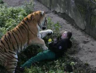Siberische tijger valt verzorgster aan
