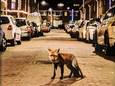 Al jaren spotten buurtbewoners rond het Harstenhoekplein op Scheveningen dezelfde vos. Ze hebben 'm Reintje genoemd, naar het verhaal Reynaert de Vos.